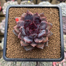 Echeveria 'Dark Chocolate' 3" Succulent Plant Cutting