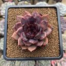 Echeveria 'Dark Chocolate' 3" Succulent Plant Cutting