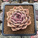 Echeveria 'Bella Rosa' 3" Succulent Plant Cutting