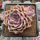 Echeveria 'Bella Rosa' 3" Succulent Plant Cutting