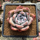Echeveria 'Mexican Giant' 2"-3" Succulent Plant Cutting