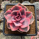Echeveria 'Rainbow' 3"-4" Large Succulent Plant Cutting