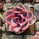 Echeveria 'Rainbow' 3"-4" Large Succulent Plant Cutting