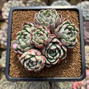 Echeveria 'Nanahukumini' 2" Succulent Plant Cutting