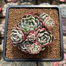 Echeveria 'Nanahukumini' 2" Succulent Plant Cutting