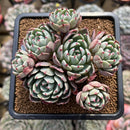 Echeveria 'Nanahukumini' 2" Succulent Plant Cutting