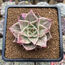 Echeveria 'Jade Star' Variegated 2" Succulent Plant