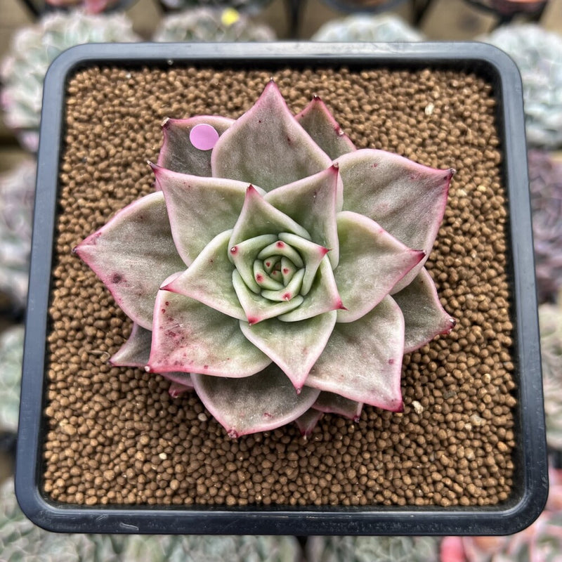Echeveria 'Jade Star' Variegated 2