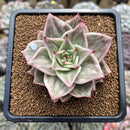 Echeveria 'Jade Star' Variegated 2" Succulent Plant