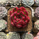 Echeveria Agavoides 'Superior' 2" Succulent Plant Cutting