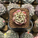 Echeveria 'Pink Hime' 1" New Hybrid Succulent Plant Cutting