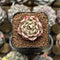 Echeveria 'Pink Hime' 1" New Hybrid Succulent Plant Cutting