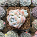 Echeveria 'Icy Green' 2" Succulent Plant