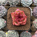 Echeveria sp. 1" Succulent Plant Cutting