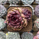 Echeveria 'Ellin' 2" Succulent Plant Cutting