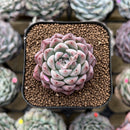 Echeveria 'Hanekans' 2" Succulent Plant Cutting