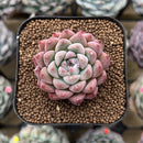 Echeveria 'Hanekans' 2" Succulent Plant Cutting