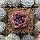 Echeveria 'White Soul' 2" Succulent Plant Cutting