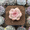 Echeveria sp. 1" Succulent Plant Cutting