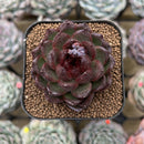 Echeveria 'Cats Eye' 2" Succulent Plant Cutting