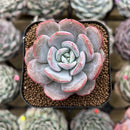 Echeveria 'Soulmint' 2" Succulent Plant Cutting