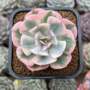 Echeveria 'Secunda' Original Form Variegated 2" Succulent Plant Cutting