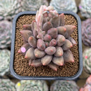 Pachyphytum 'Red Finger' 2" Succulent Plant Cutting