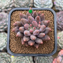 Pachyphytum 'Red Finger' 2" Succulent Plant Cutting