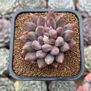 Pachyphytum 'Red Finger' 2" Succulent Plant Cutting