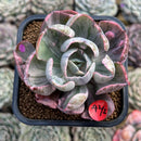 Echeveria 'Beyonce' Variegated 2" Succulent Plant