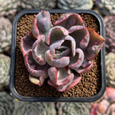 Echeveria 'Beyonce' Variegated 2" Succulent Plant