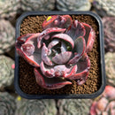 Echeveria 'Beyonce' Variegated 2" Succulent Plant