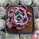 Echeveria 'Beyonce' Variegated 2" Succulent Plant