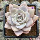 Echeveria 'Florence' 3"-4" Large Succulent Plant Cutting