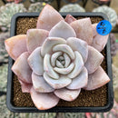 Echeveria 'Florence' 3"-4" Large Succulent Plant Cutting