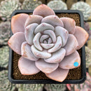Echeveria 'Florence' 3"-4" Large Succulent Plant Cutting