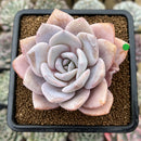 Echeveria 'Florence' 3"-4" Large Succulent Plant Cutting
