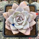 Echeveria 'Florence' 3"-4" Large Succulent Plant Cutting