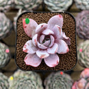 Echeveria 'White Lotus' 2" Succulent Plant Cutting