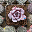 Echeveria 'White Lotus' 2" Succulent Plant Cutting
