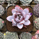 Echeveria 'White Lotus' 2" Succulent Plant Cutting