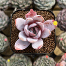 Echeveria 'White Lotus' 2" Succulent Plant Cutting