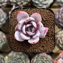 Echeveria 'White Lotus' 2" Succulent Plant Cutting