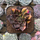 Echeveria 'Black Prince' Variegated 2" Succulent Plant Cutting