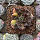 Echeveria 'Black Prince' Variegated 2" Succulent Plant Cutting