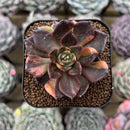 Echeveria 'Black Prince' Variegated 2" Succulent Plant Cutting