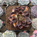 Echeveria 'Black Prince' Variegated 2" Succulent Plant Cutting