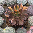 Echeveria 'Black Prince' Variegated 2" Succulent Plant Cutting