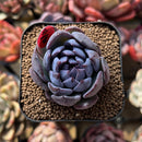 Echeveria 'Gemstone' Type B 2" Succulent Plant Cutting