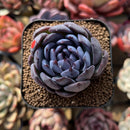 Echeveria 'Gemstone' Type B 2" Succulent Plant Cutting